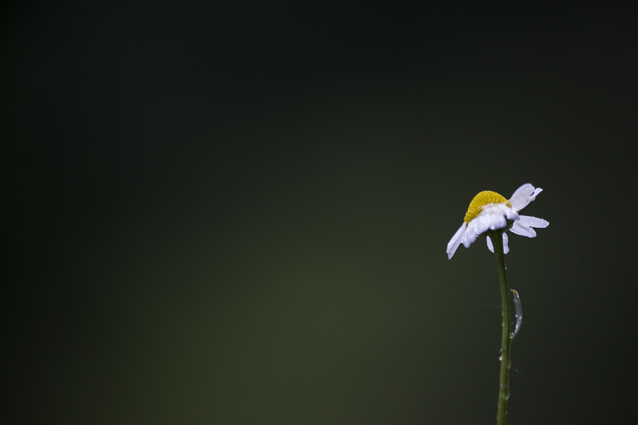 marguerite right aligned