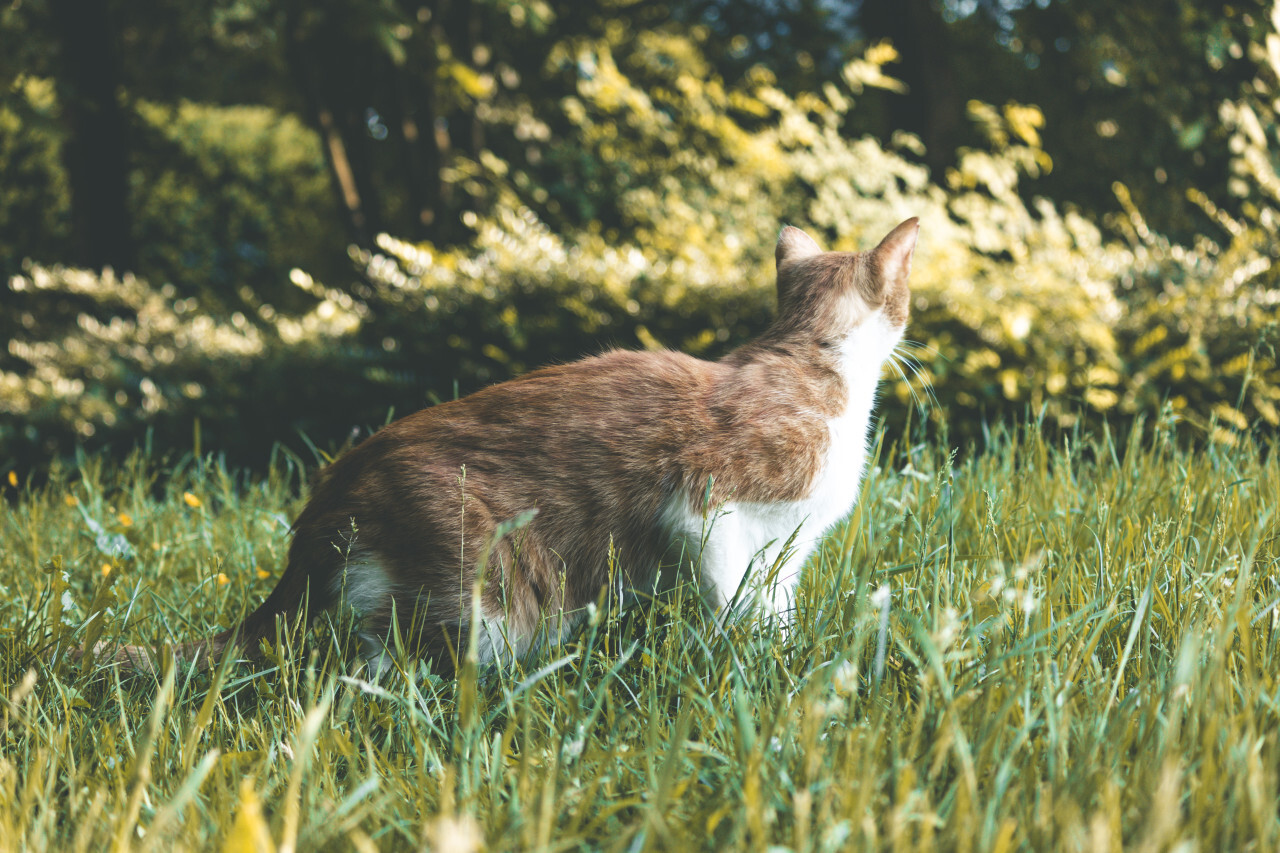 red cat on a meadow