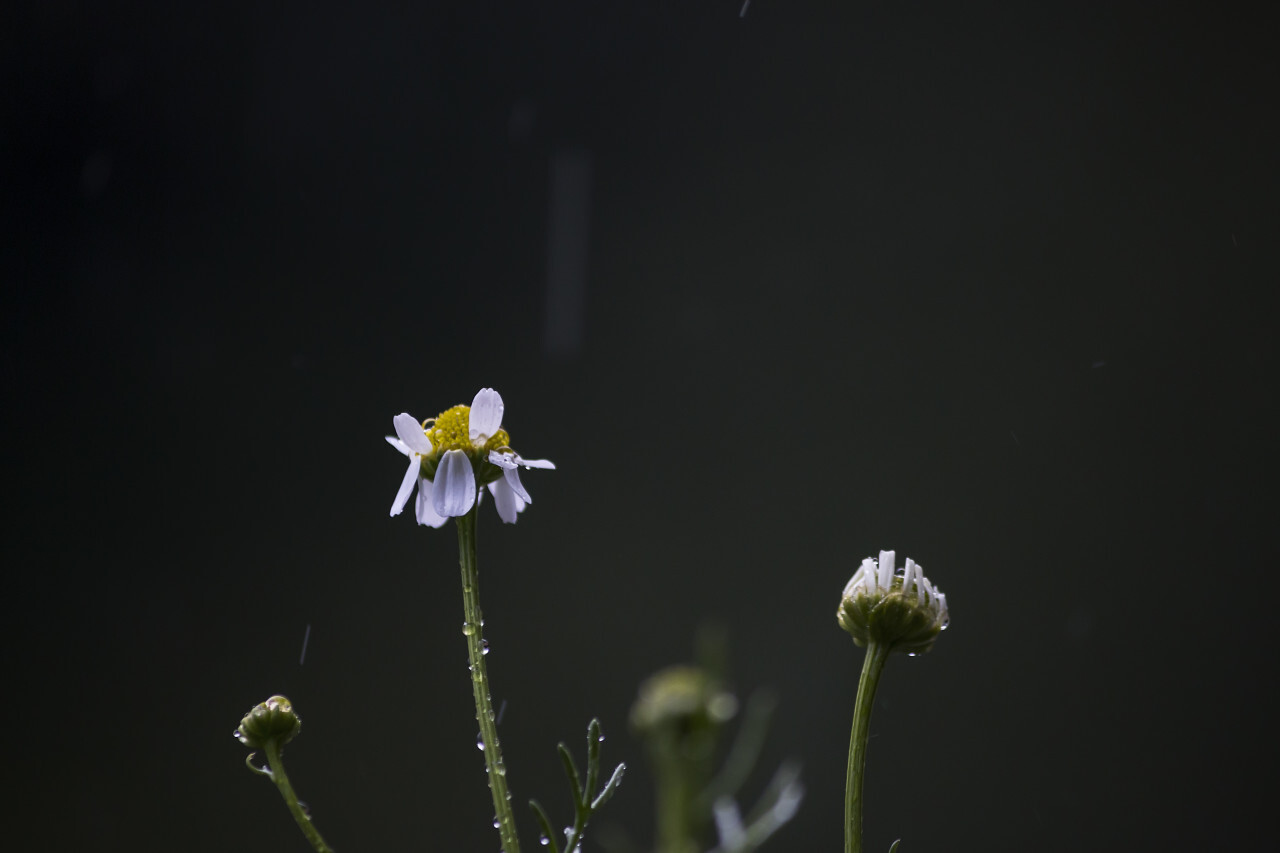 withered daisies in the rain