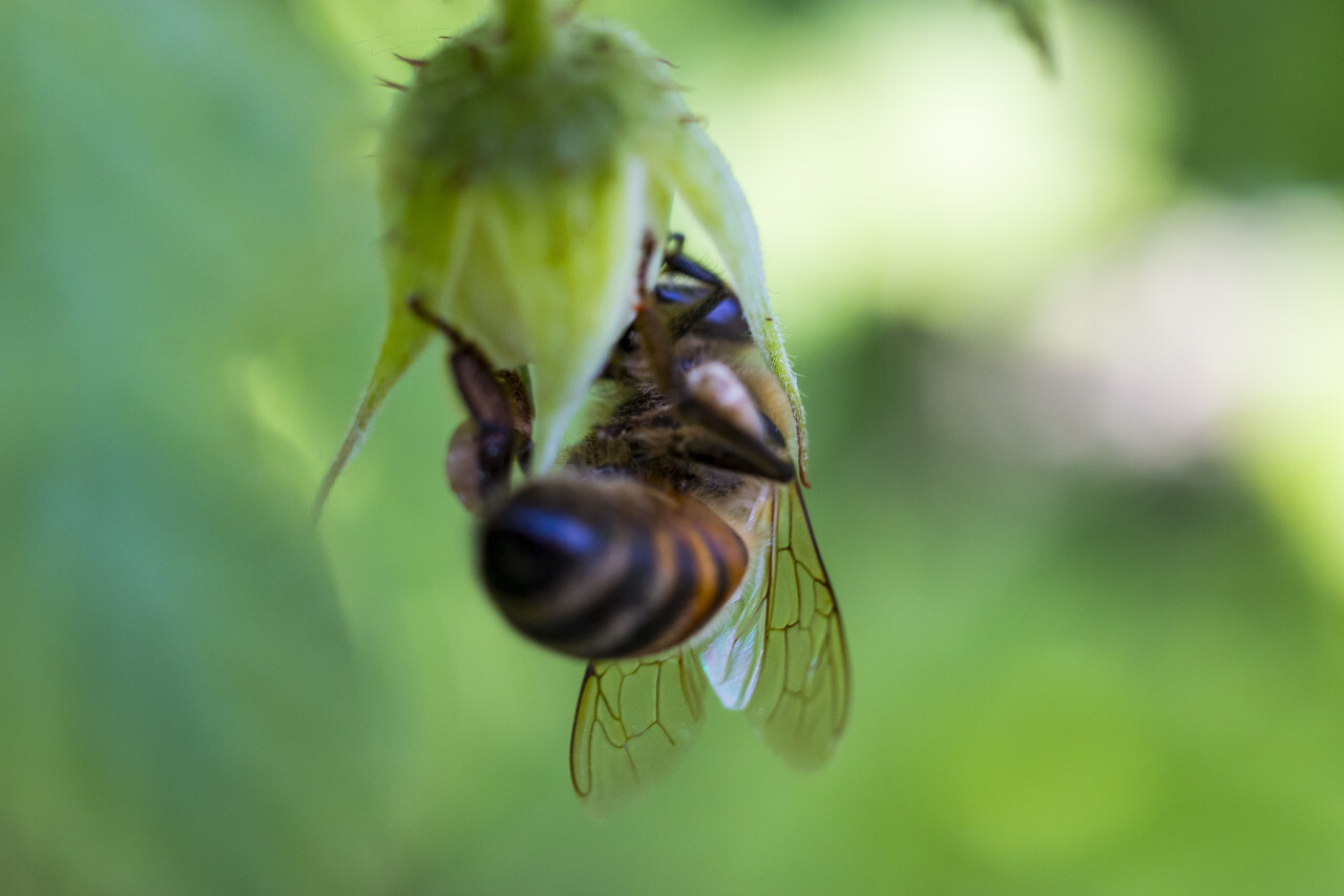 bee is stuck with head in flower