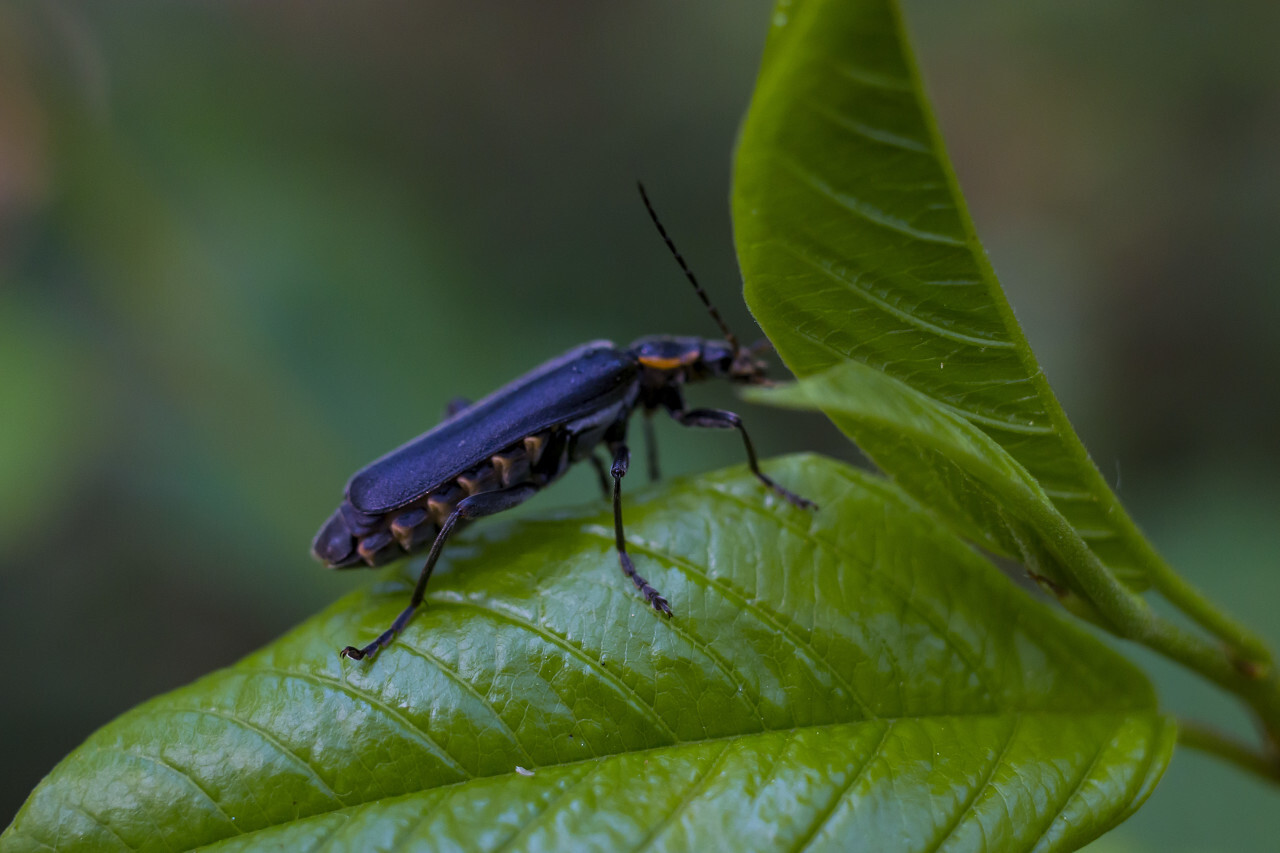 beetle on a leaf