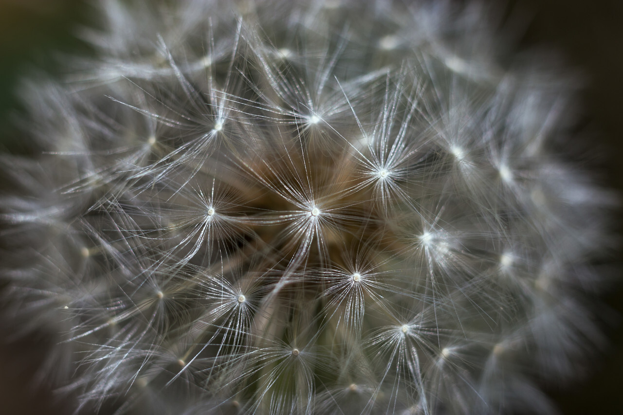 Macro shot of Dandelion