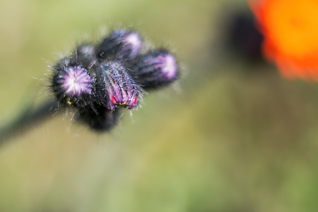 Hawkweed Flower Bud