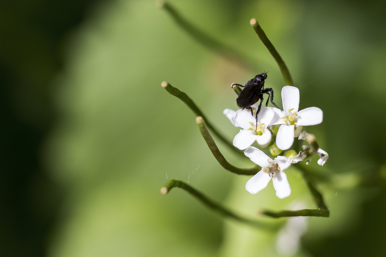 insect on garlic flower blossom