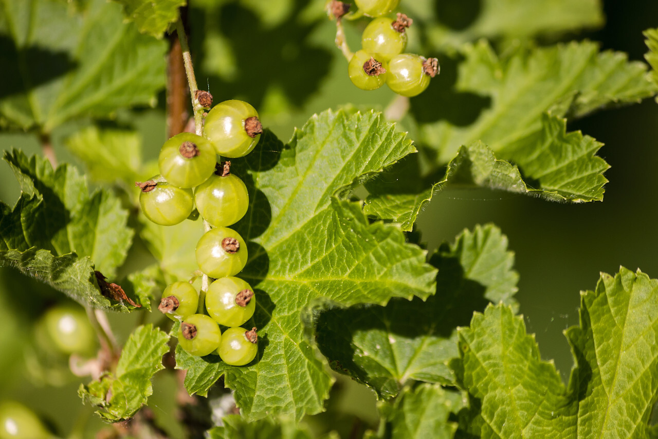 green currants