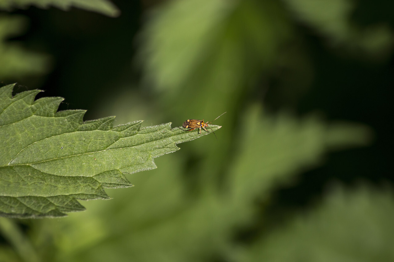 pretty beetle on nettle leaf