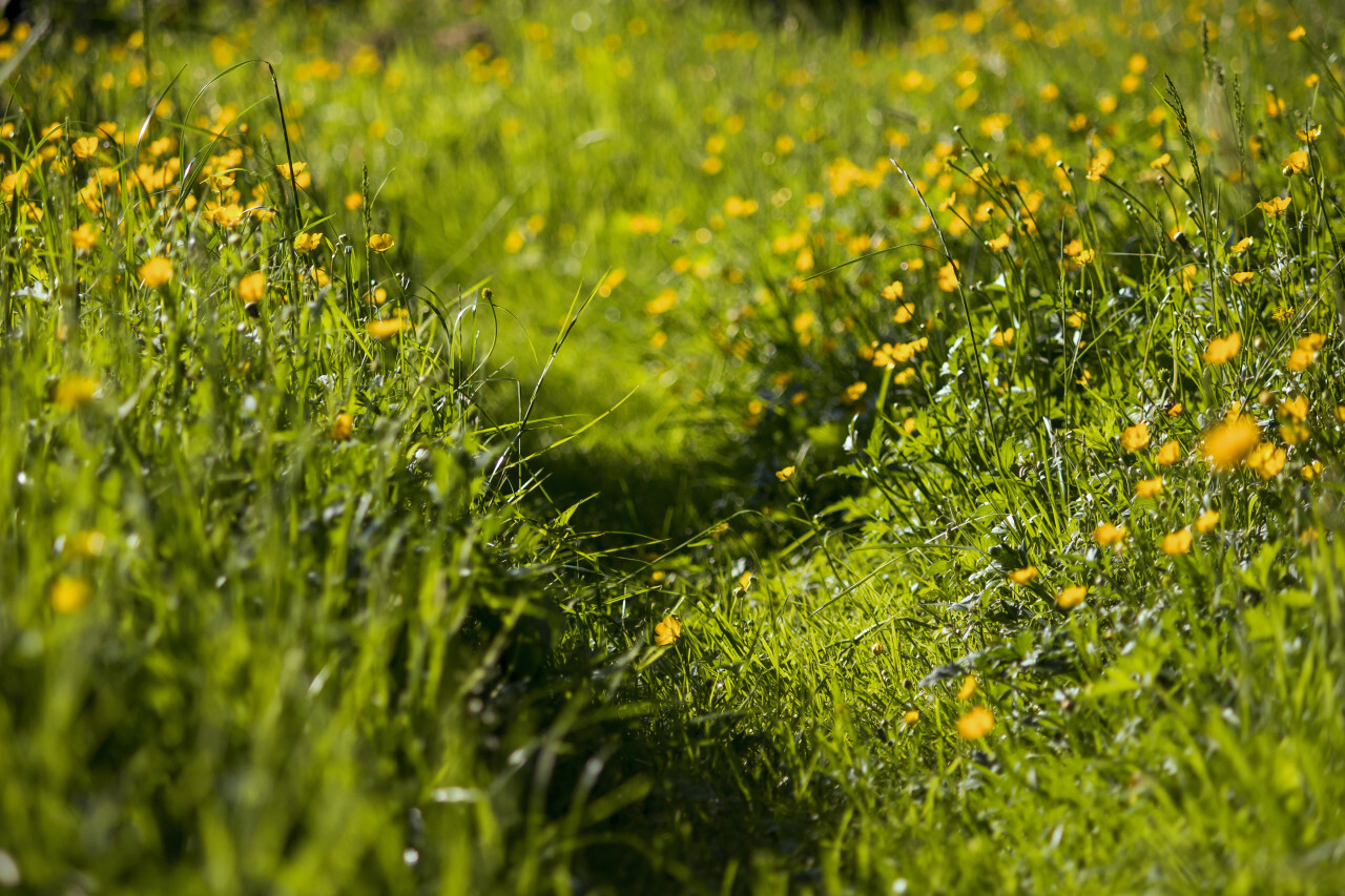 trail with buttercups