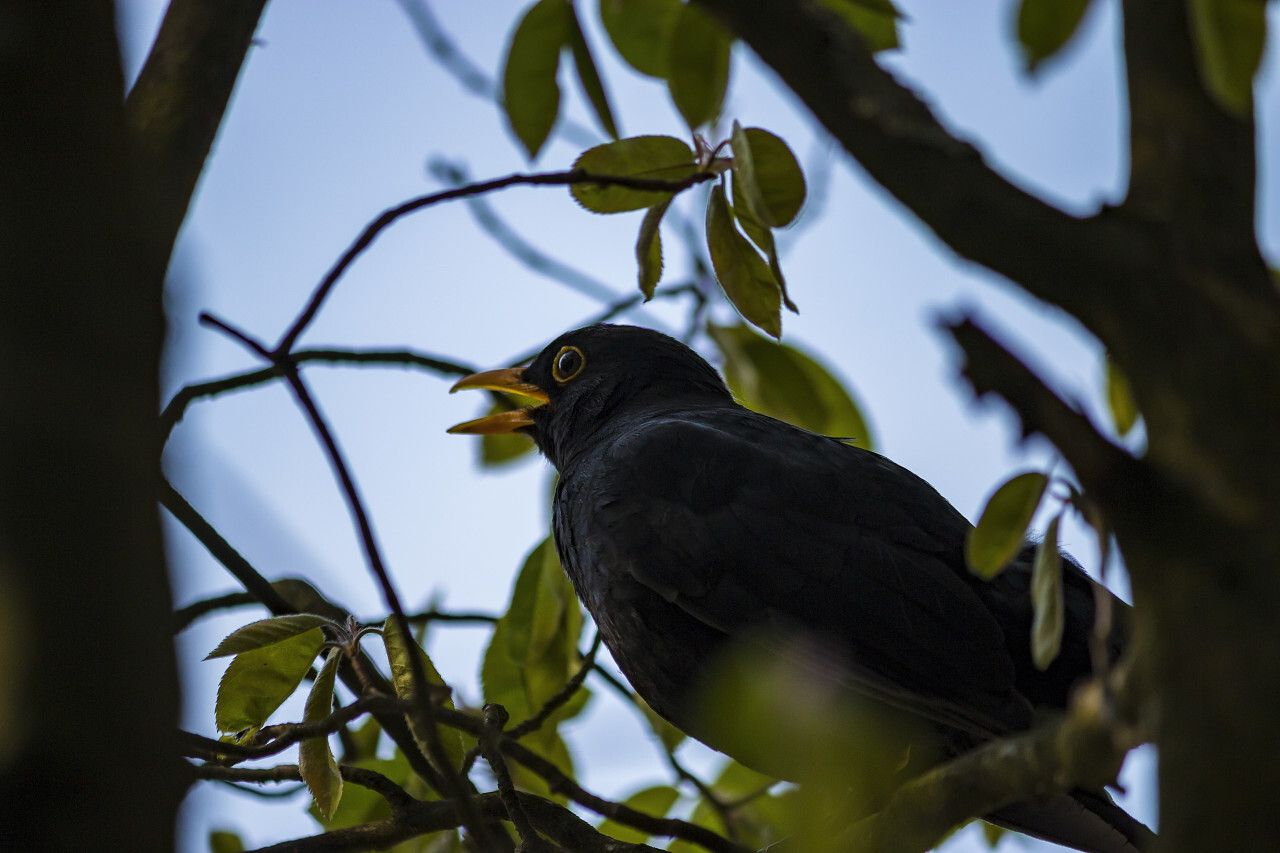 blackbird sings in the tree