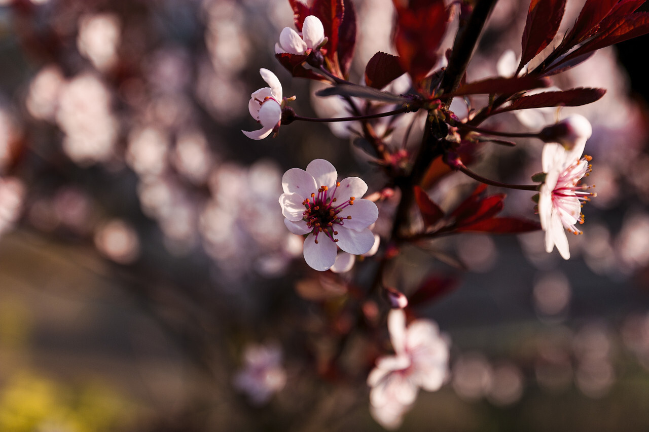 japanese cherry