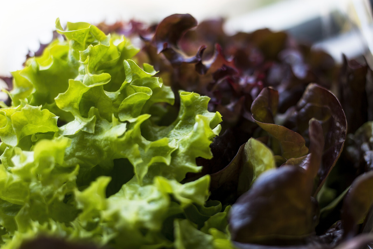 lollo rosso and  lollo bionda salad