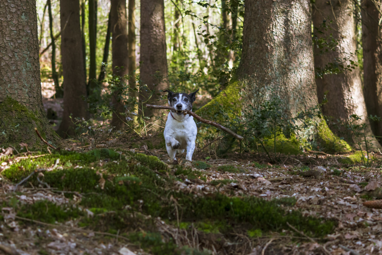 dog in forest