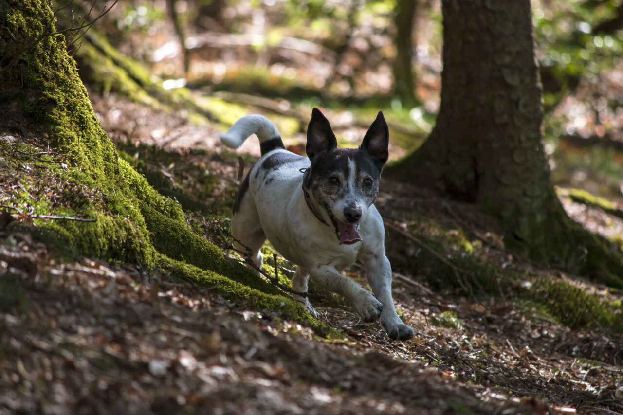 jack russell terrier runs in forest