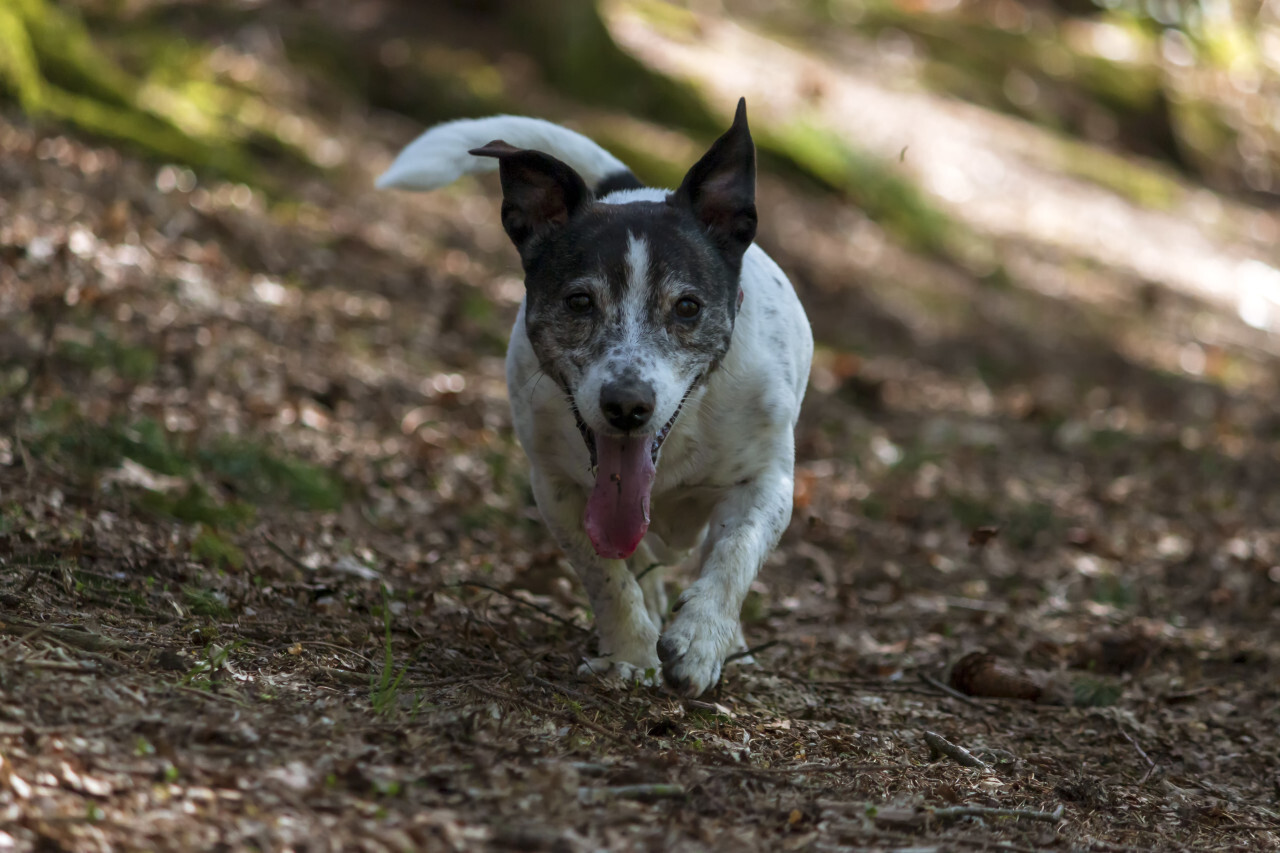 jack russell terrier