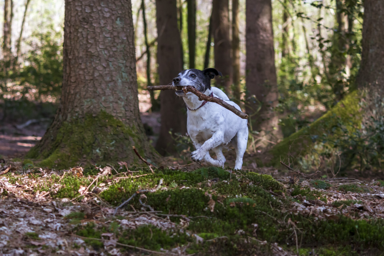 jack russell terrier with a stick