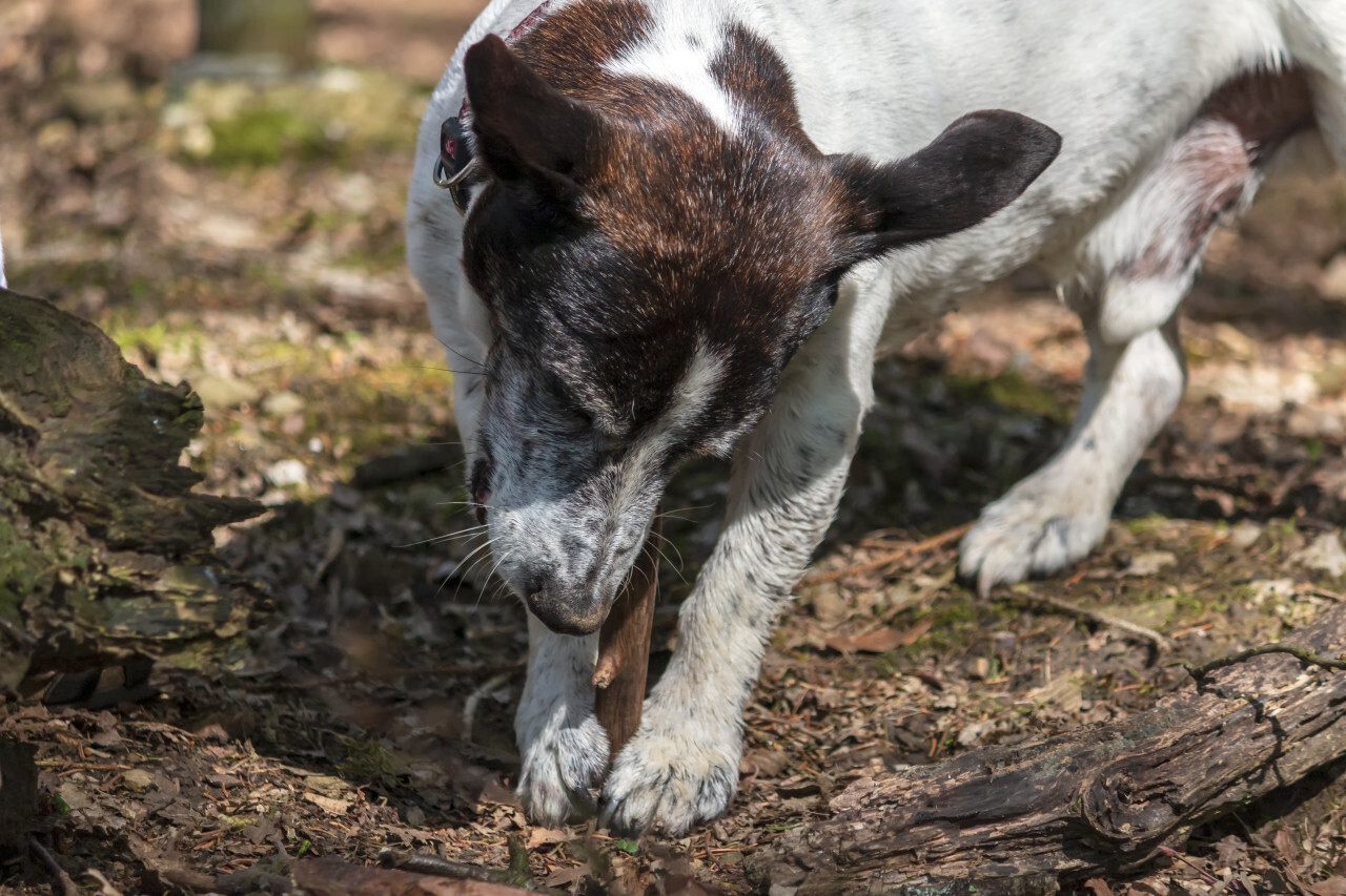 jack russell terrier with stick