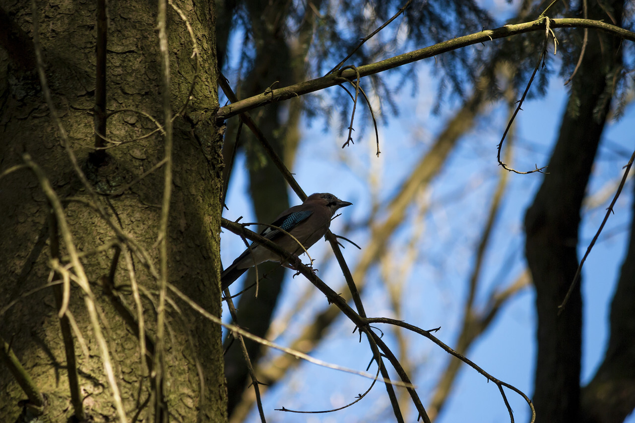 Eurasian Jay (Garrulus glandarius)