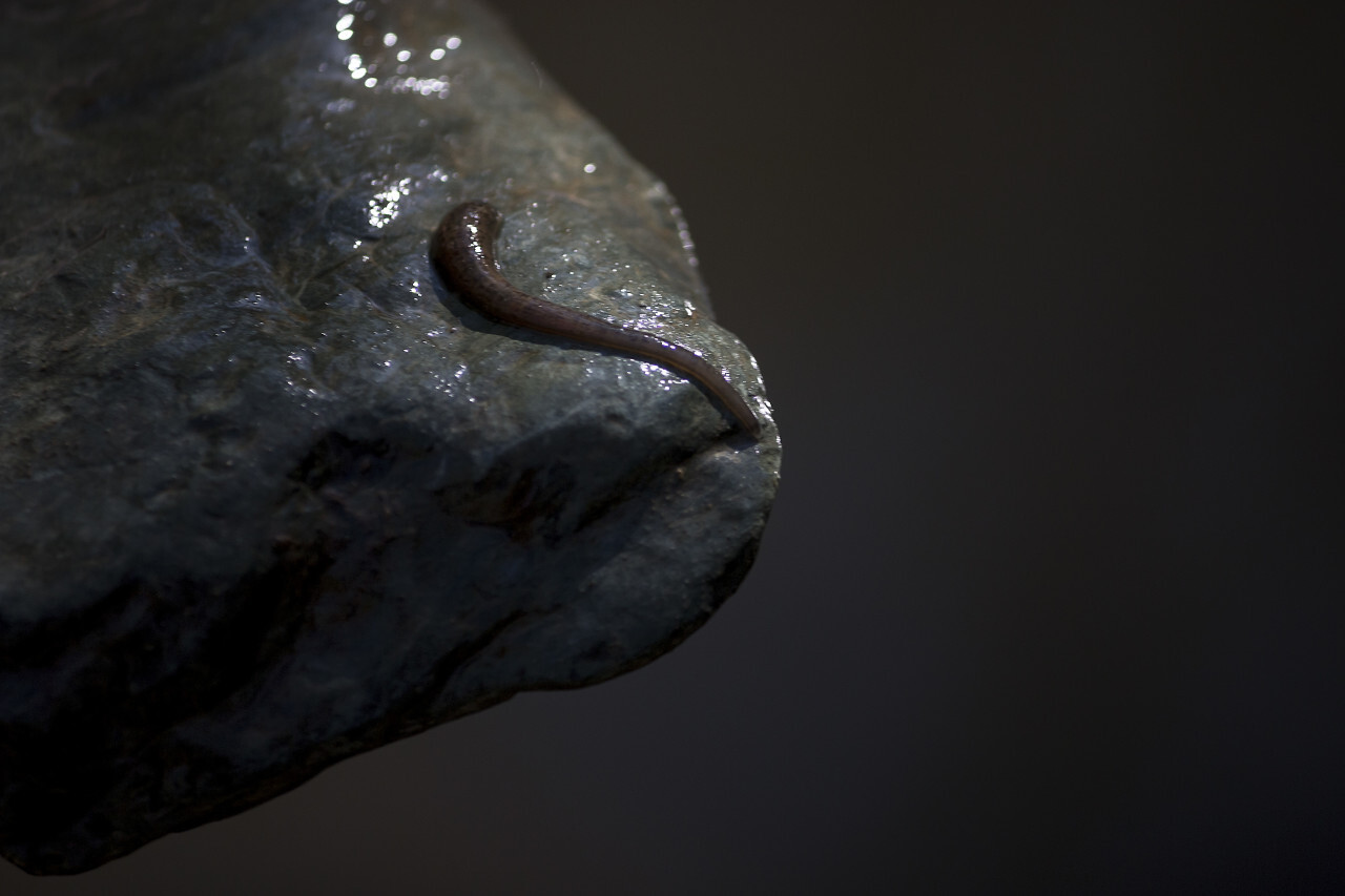 leech on a stone near a river