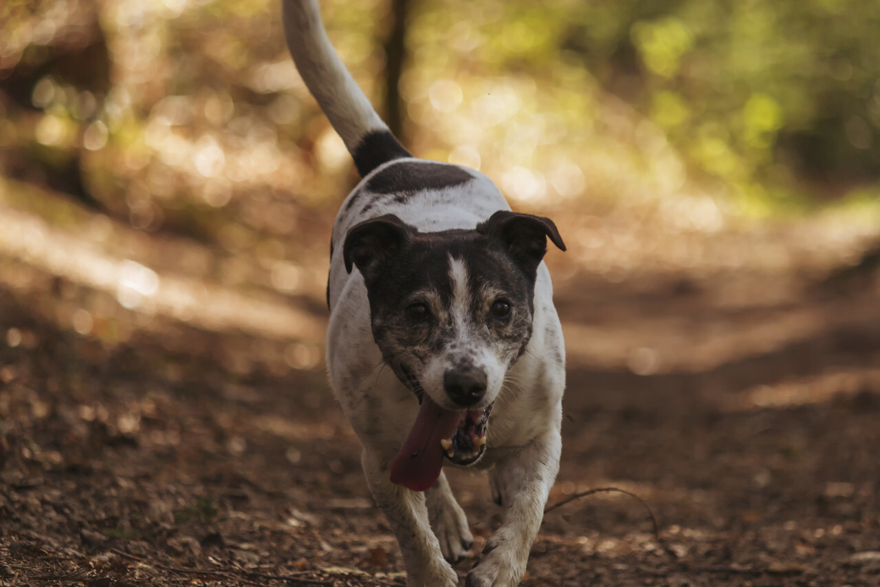 small dog runs through the forest