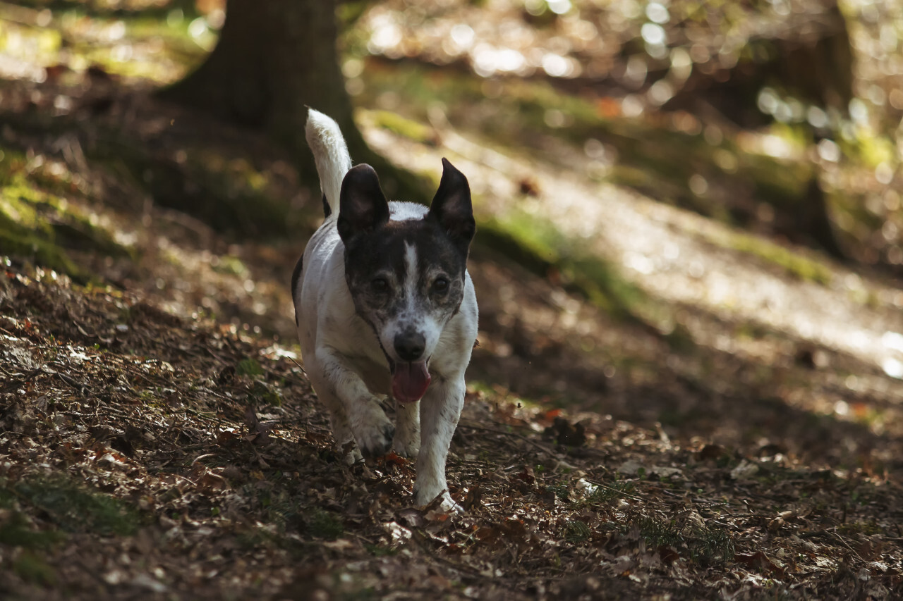 small dog runs through the forest