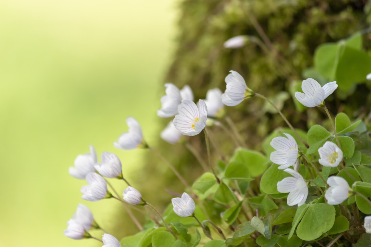 Blooming wood sorrel on a glade in the forest. Latin name Oxalis acetosella