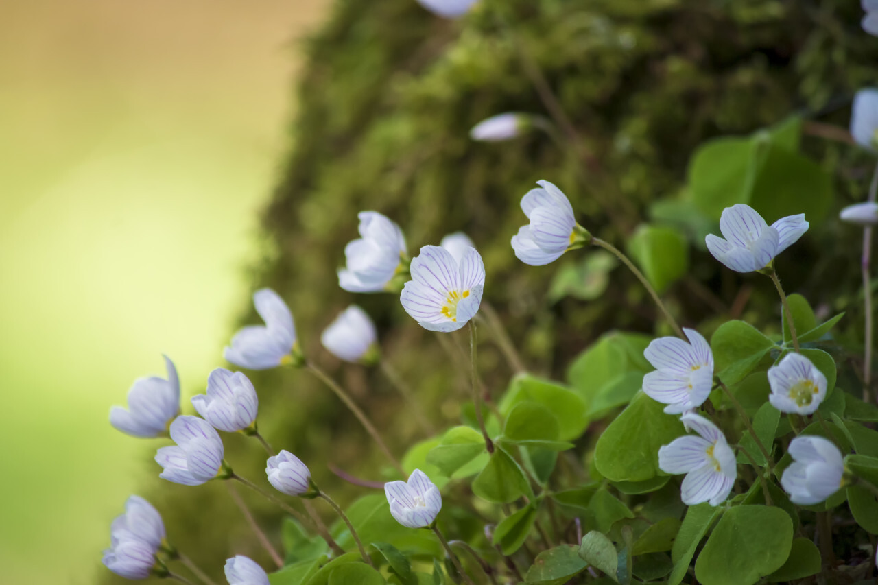 Blooming wood sorrel on a glade in the forest. Latin name Oxalis acetosella