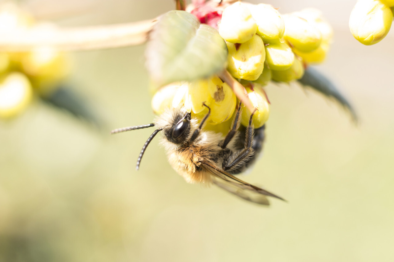 Honey bee collecting nectar from yellow flower