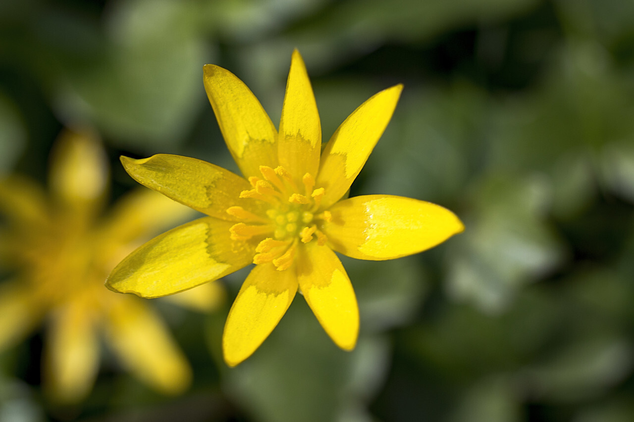 Ficaria verna small little yellow flower