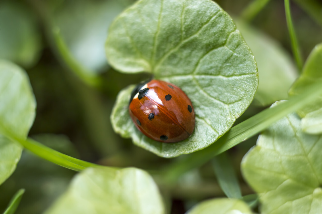 Ladybug on a green leaf close up