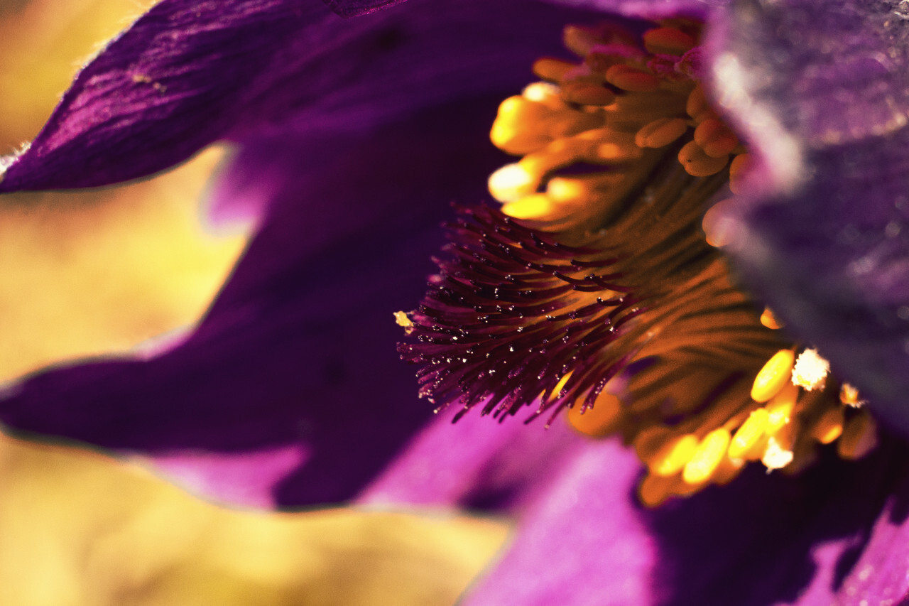 Violette Flower Close-Up