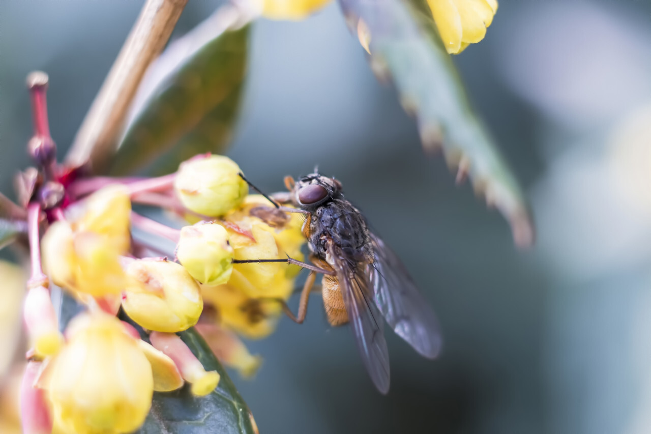 Close-up Of Housefly On a Mahonia Yellow Flower