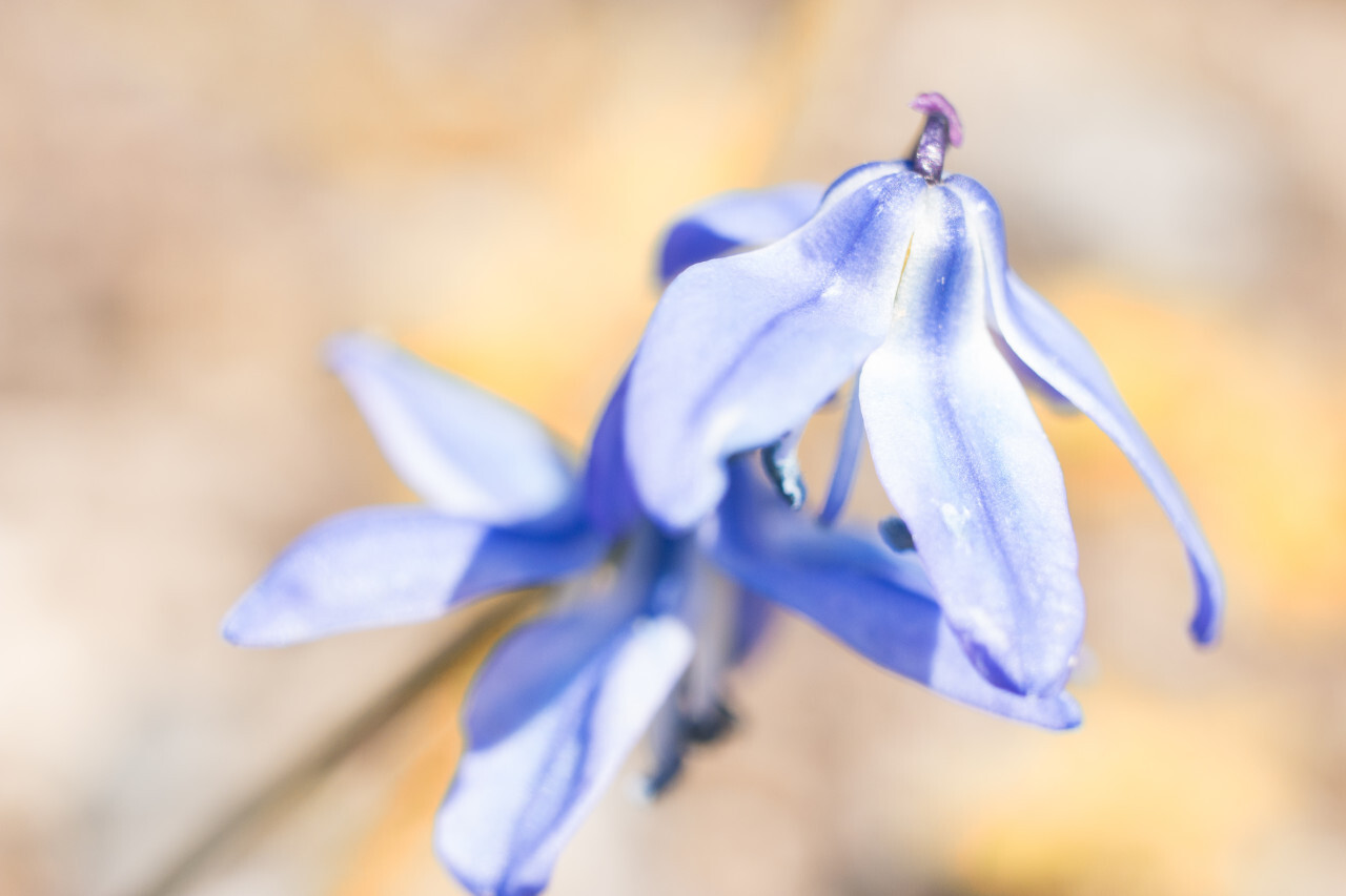 Siberian squill (Scilla siberica)