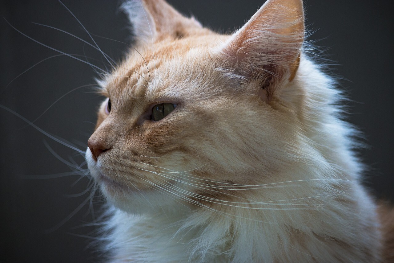 mainecoon cat portrait