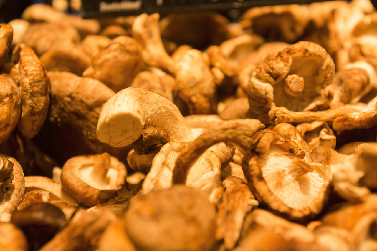 chanterelles mushrooms