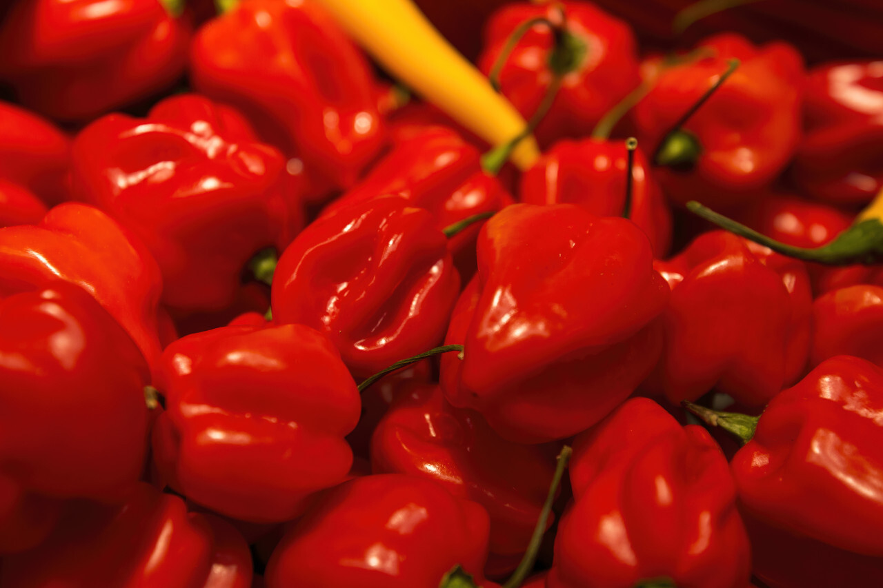 red habaneros