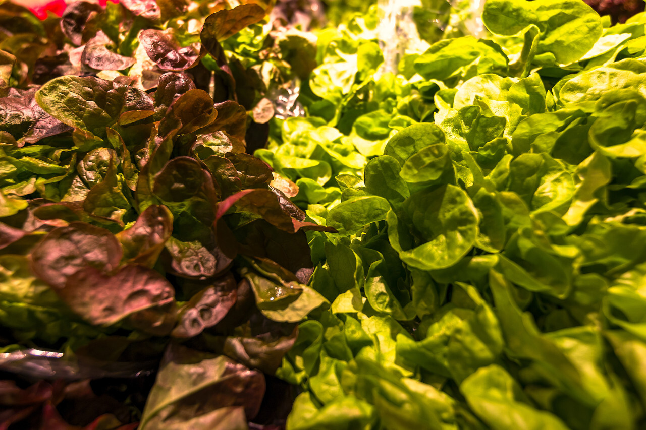 fresh salad