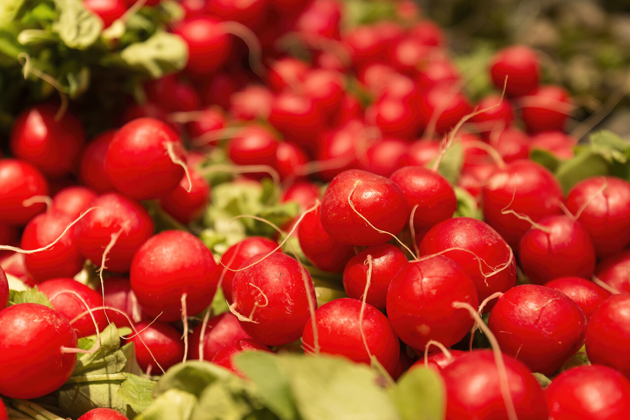 Heap of small red radish