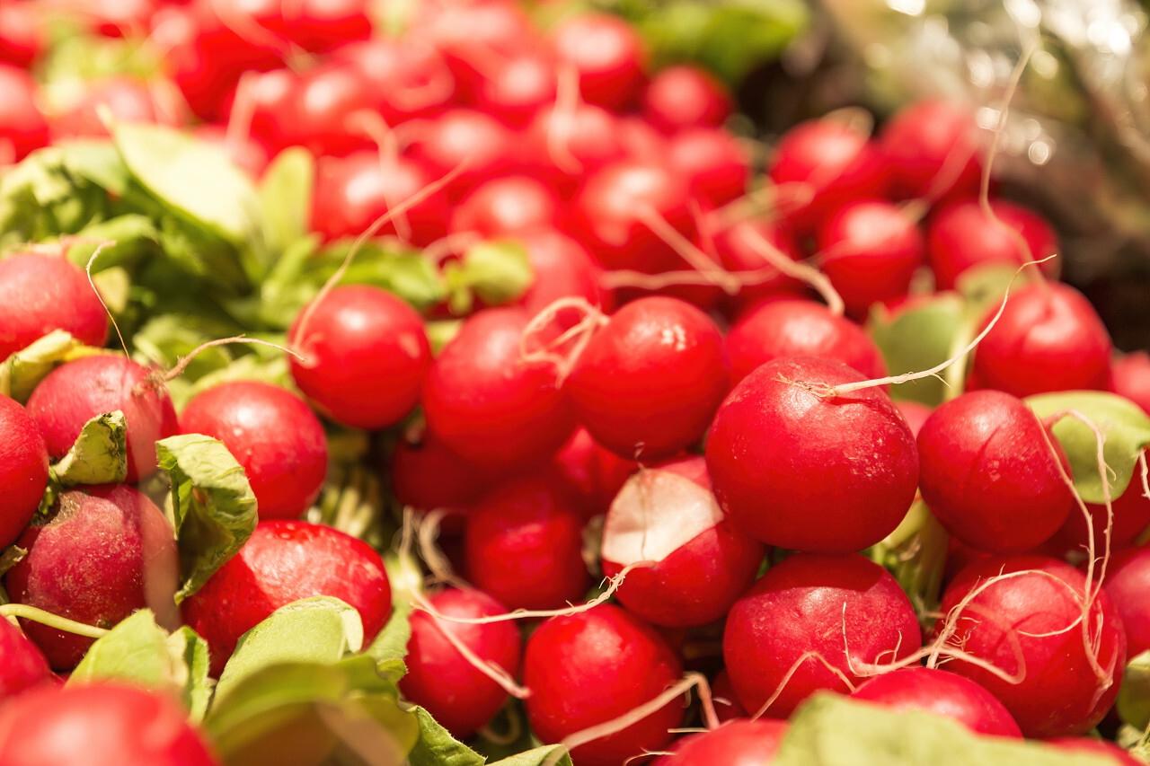 Heap of small red radish