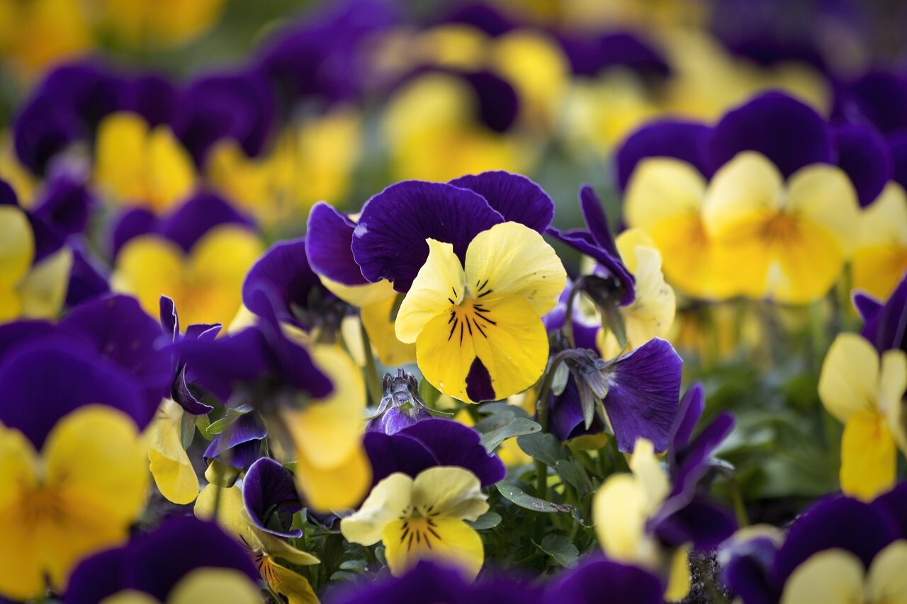 viola flower field purple yellow background