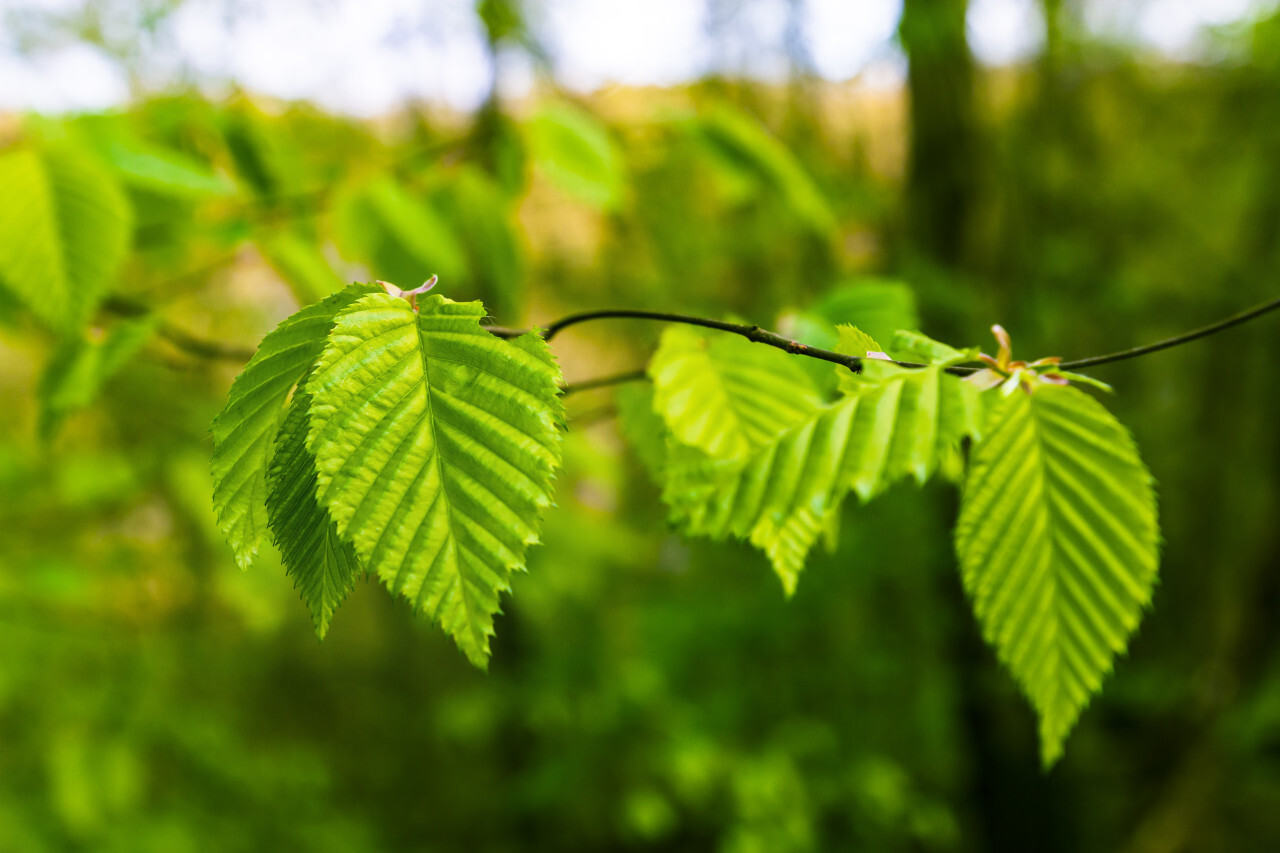 beech leaf in spring