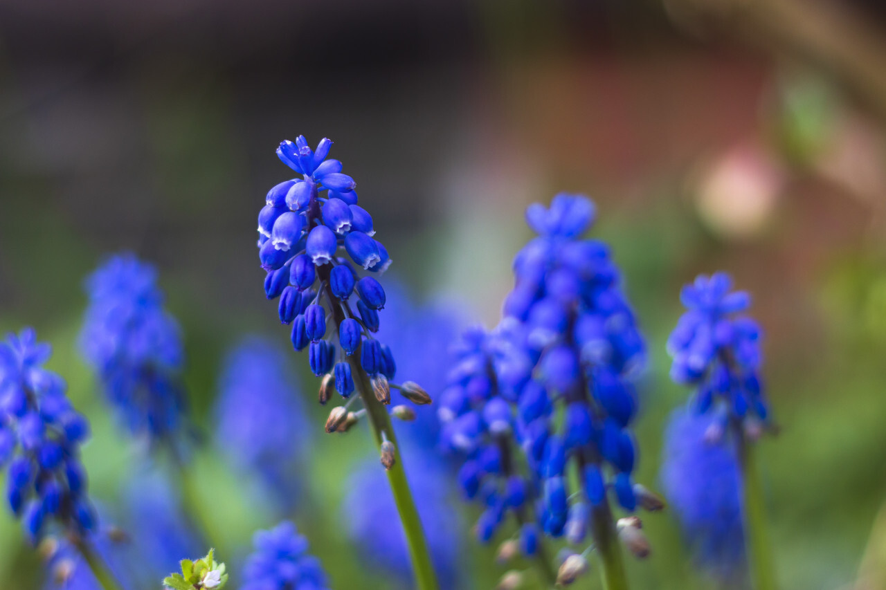 blue hyacinths flowers