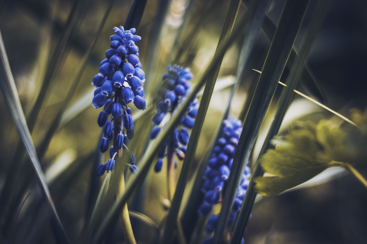 blue hyacinths flowers dark edit background