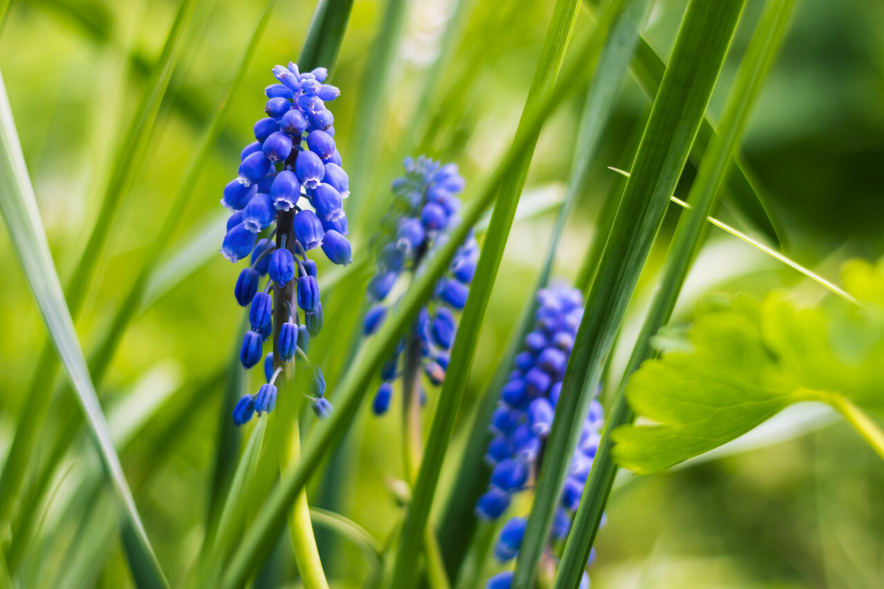 blue hyacinths flowers green background