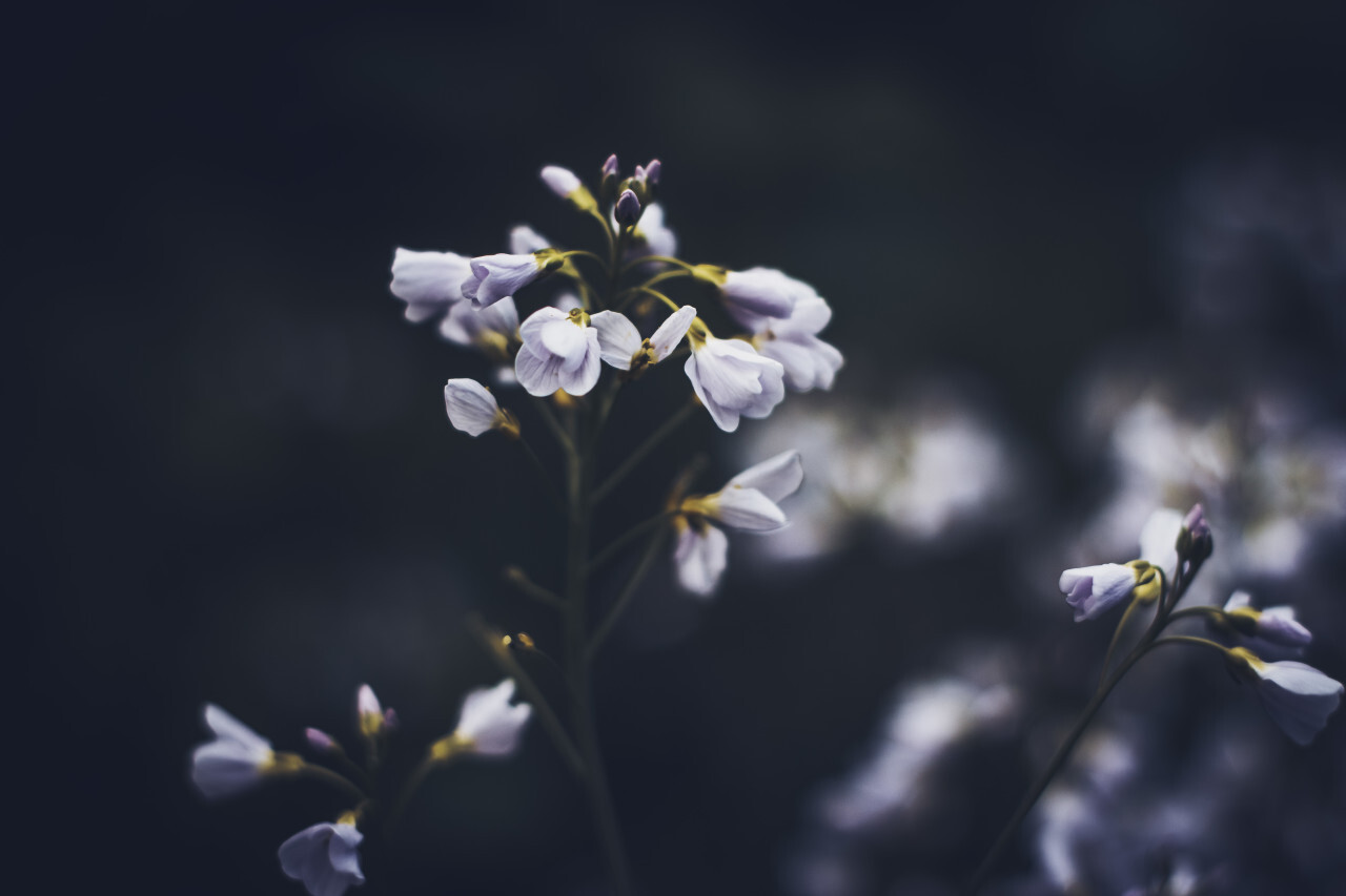 Close-up of cuckoo flower (cardamine pratensis)