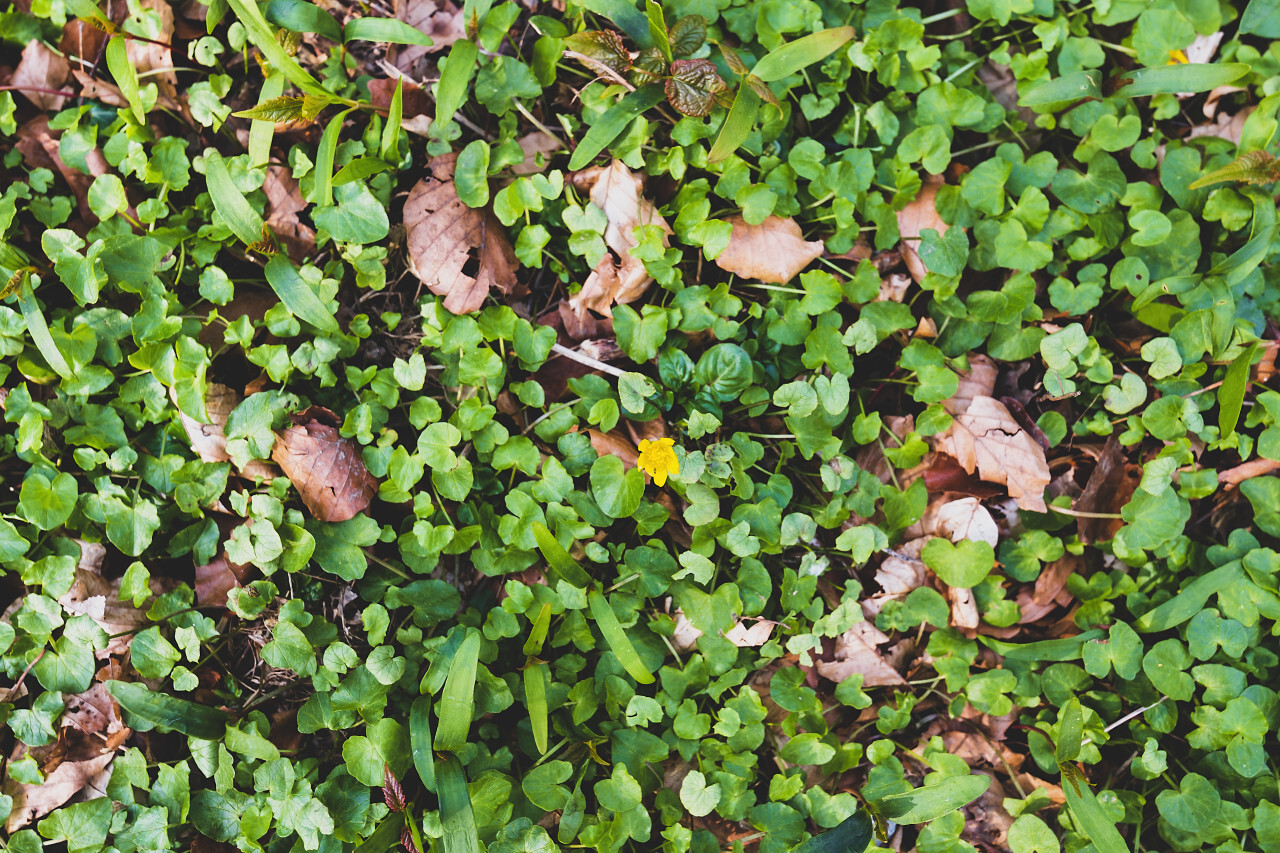 forest floor texture