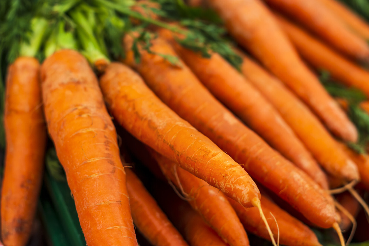 fresh carrots from the market