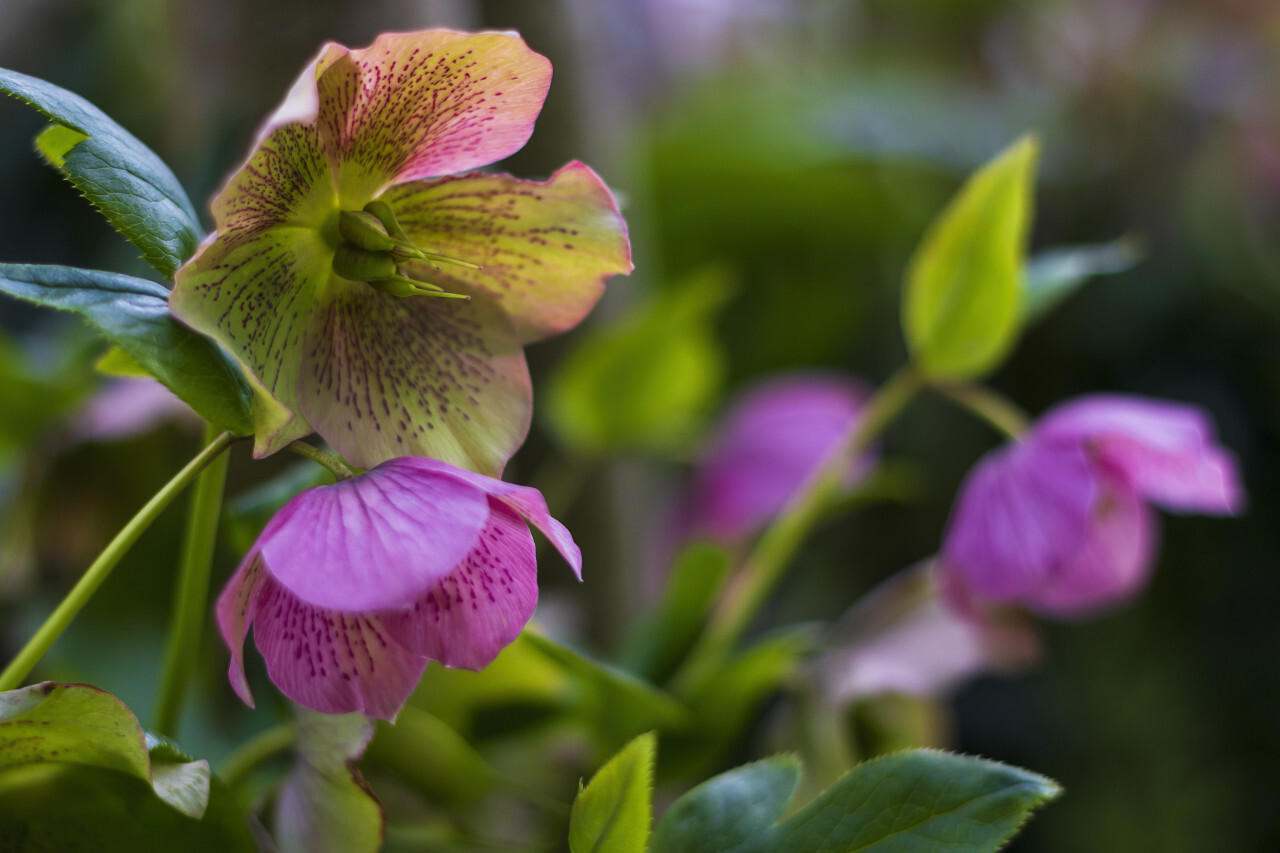 Pink Hellebore (Helleborus niger) flowers in the garden