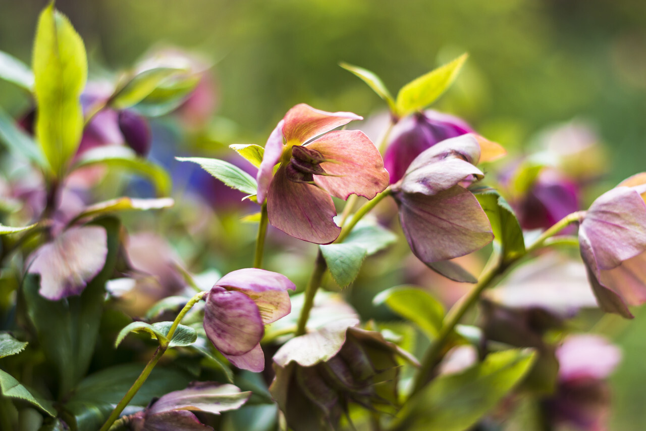 Pink Hellebore (Helleborus niger) flowers in the garden