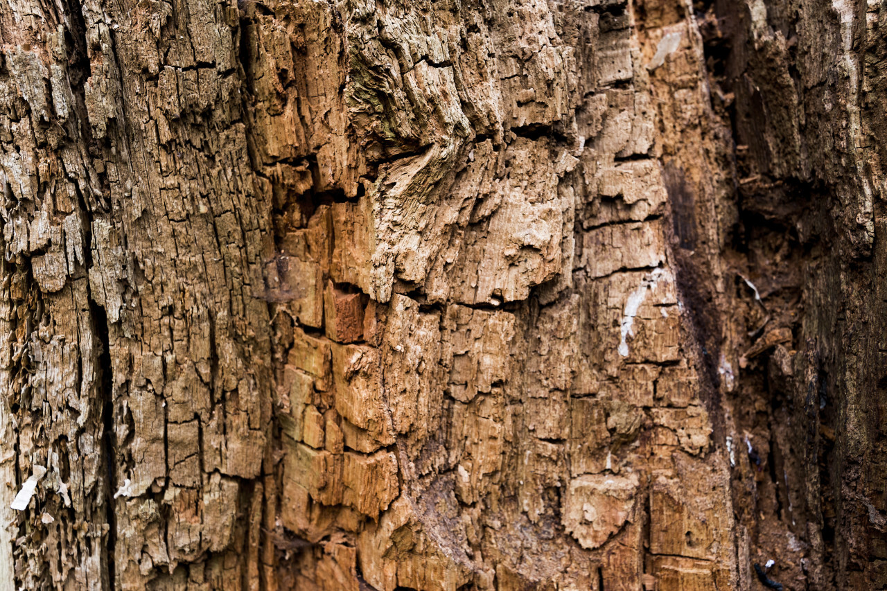 Close-up macro texture of a tree trunk