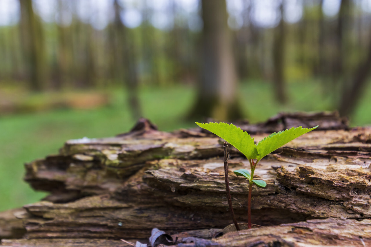 young sapling of a beech tree growing out of a mound