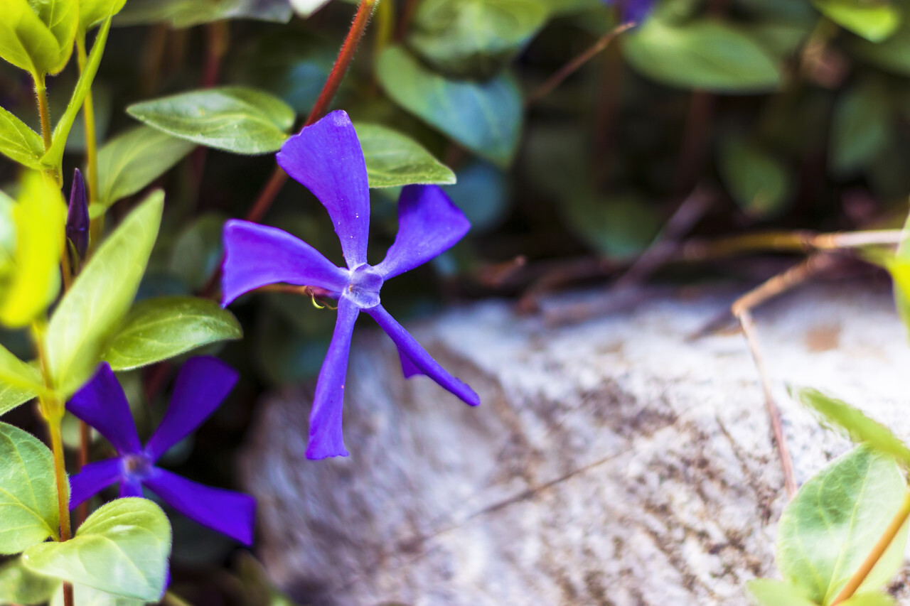 Vinca minor lesser periwinkle ornamental flowers in bloom